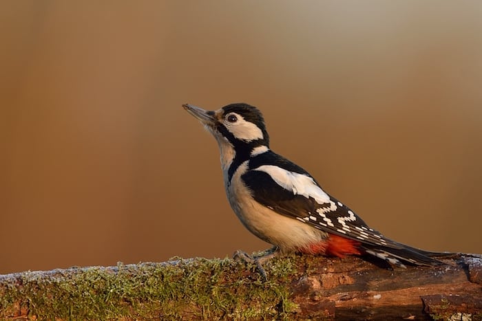 Gamle træer skal skånes for motorsaven