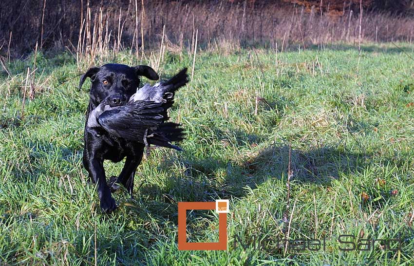 Jagthundens træning: Jagthunden på kragejagt