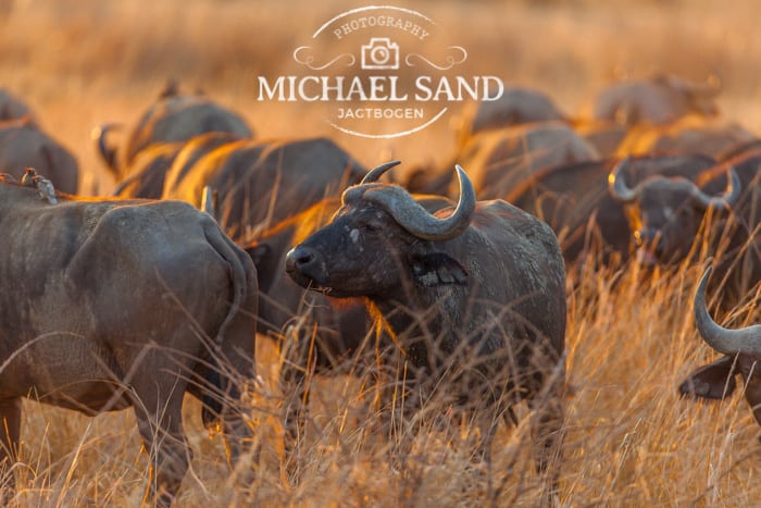 .458 Winchester Magnum - safari kongen