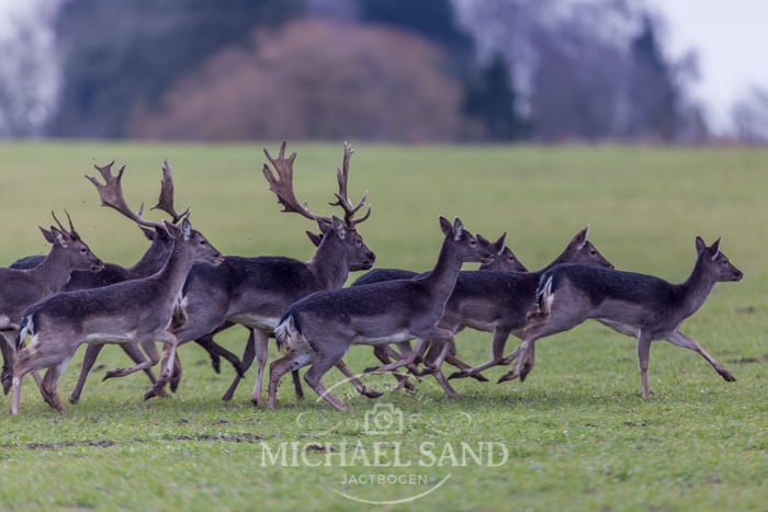 Svensker, mistænkt for krybskytteri, skyder sin egen bil Daavildt