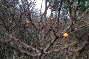Kend dine vildtplanter: Havtorn Havtornsirup - sådan laver du den selv