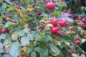 Lav din eget hybenmarmelade