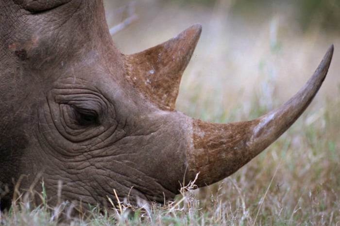 For første gang siden 2007 falder krybskytteriet mod næsehorn i Sydafrika. Til gengæld er der sket en alarmerende stigning i antallet af næsehorn dræbt i nabolandene ...