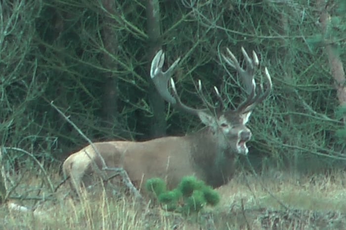 Brunstjagt og bestandstørrelse hænger sammen