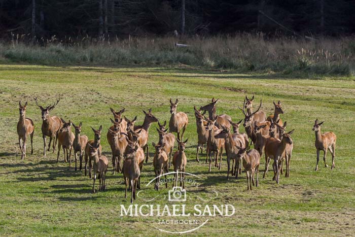 DJ kan tabe den brede jagtsag