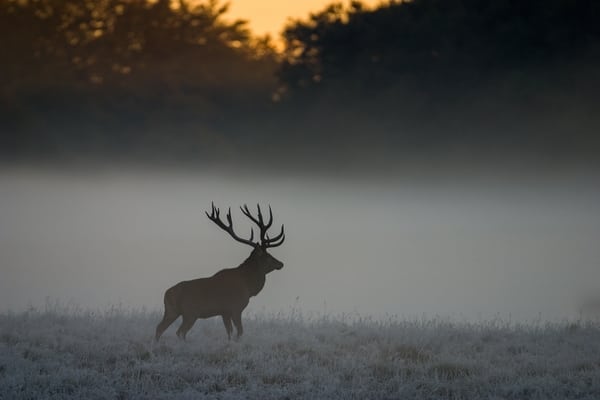 Læserbrev: DJ’s afstemning er værdiløs