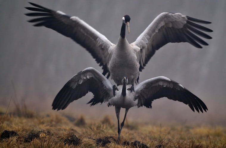 Læserbrev: Pas på Tranerne Tranen er blevet en tidlig dansk forårsbebuder