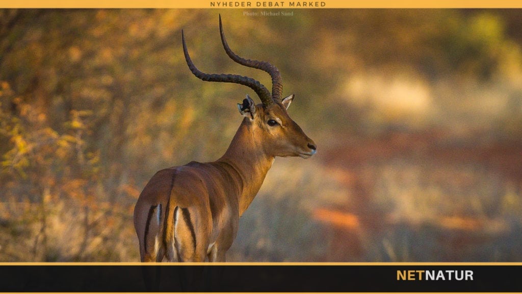 Trofæjægere på afveje Trofæjægere på afveje