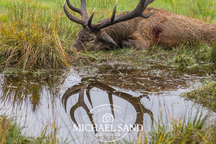 Folketinget inddrages i hjortedebat