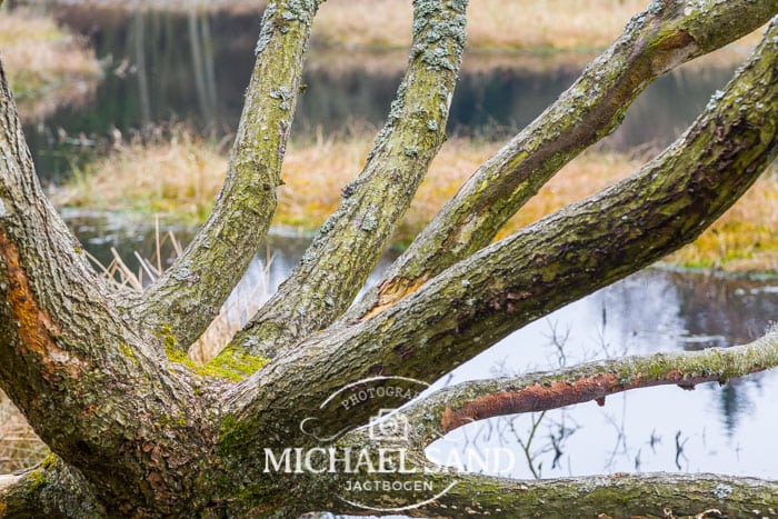 - Grønne foreninger må selv skaffe pengene, mener jæger Jens Foldager.