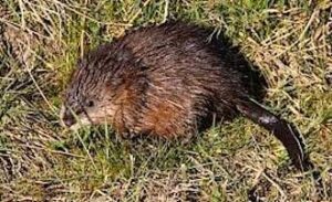 De uønskede bisamrotten