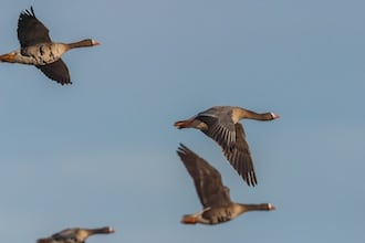 Blisgås Norge døjer med gæs i stigende grad