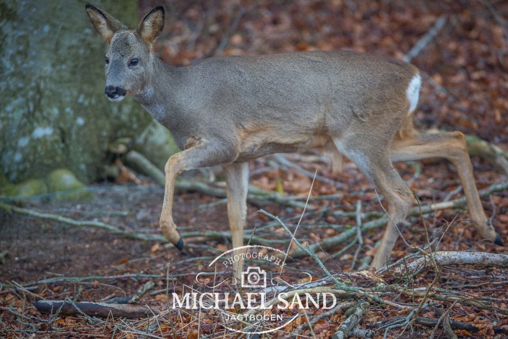 Vildtsundhed stadig i fokus på efterårets jagter Vildtsundhed stadig i fokus på efterårets jagter