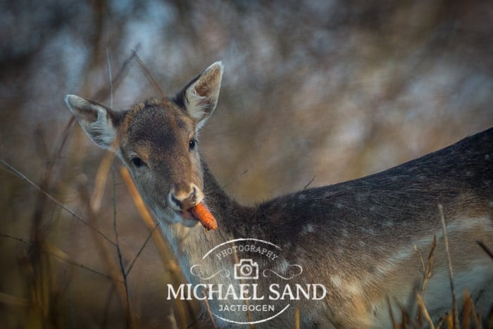 Nye forslag vedr. fodring af hjortevildt i støbeskeen