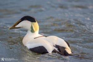 Ederfuglen - Danmarks største dykand