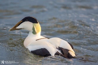 Ederfuglen - Danmarks største dykand