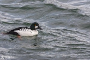 Udsigt til fødemangel for vandfugle i fjordene