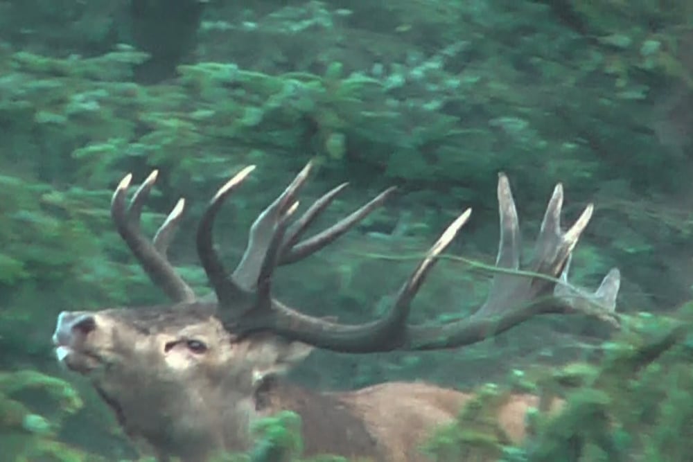 Egon Bennetsens klare alternativ til DNH's forslag