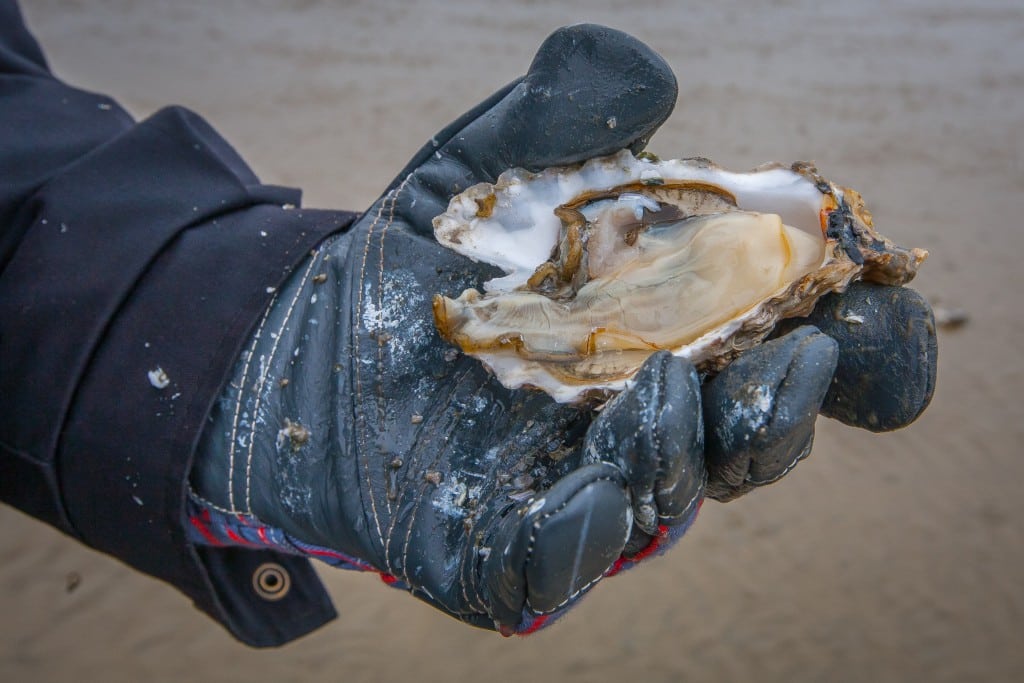 Find selv østers til din nytårsmenu