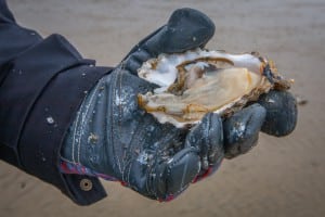 Find selv østers til din nytårsmenu