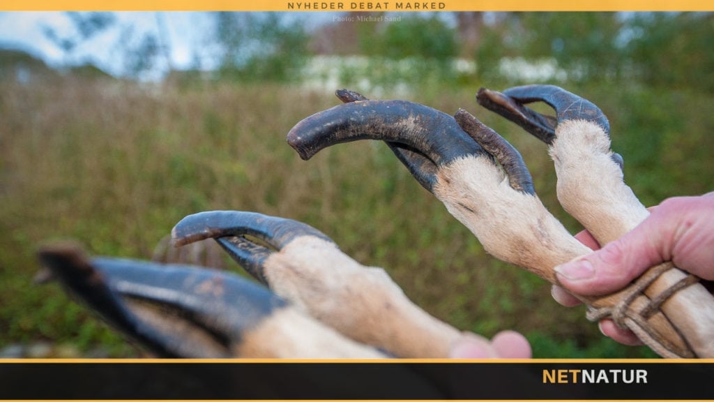 Hvor klemmer snabelskoen? Hvor klemmer snabelskoen?