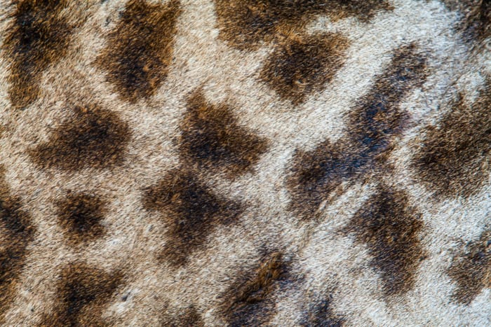 Girafbestand halveret - Netnatur