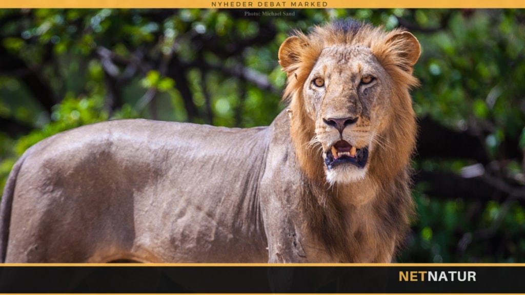 Prins William i modigt forsvar for trofæjagt