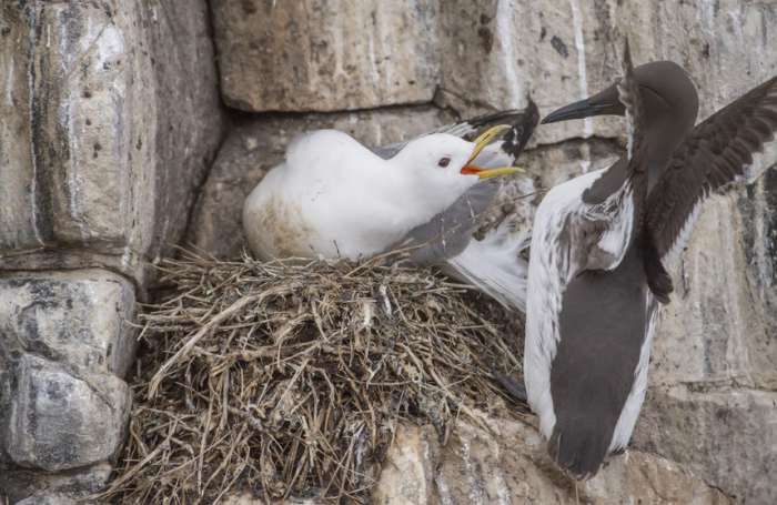 Polarlomvien på randen af udryddelse i Vestgrønland Lomviens unger kaster sig ud fra høje klipper