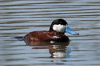 EU vedtager dødsliste over 37 invasive arter EU vedtager dødsliste over 37 invasive arter