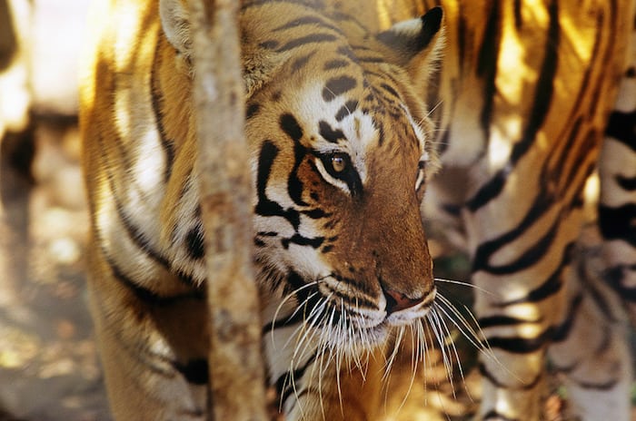 Antallet af vilde tigre stiger