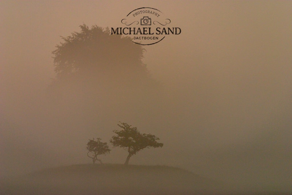 Stop fældning af gamle træer