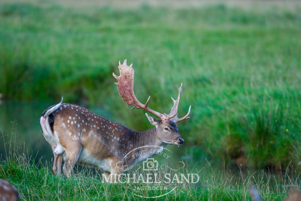 Kommune for kommune: Her nedlægges hjortevildtet