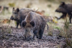 Fakta om klassisk svinepest og risici