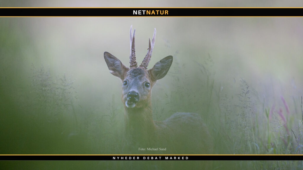 Artikler om bukkejagt kommer frem i lyset