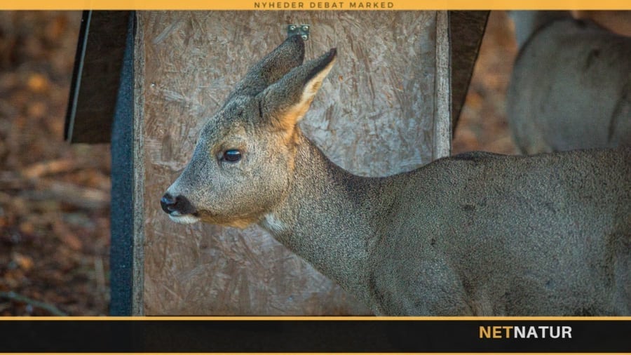 ”Hvidt brød” kan gøre råvildt syge