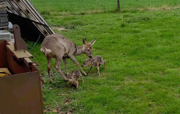 En udsædvanlig historie
