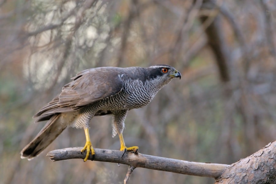 Duehøgen - skovenes grå eminence