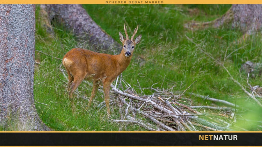 Bukkejagtens første uge