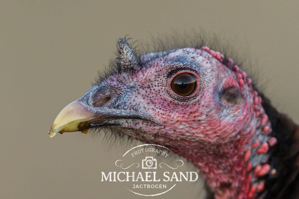 Kalkuner skal måske udsættes i Danmark