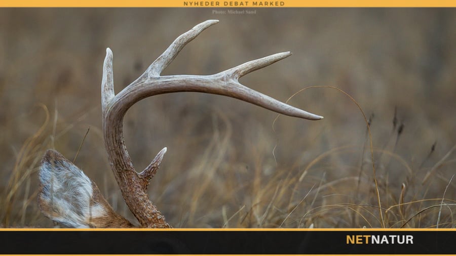 Trofæmontering for systembrydere