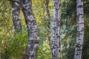 Kend dine vildtplanter: Birketræet Birketræet