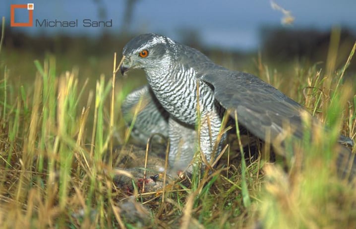 Duehøg fanget i fælde med levende lokkefugl