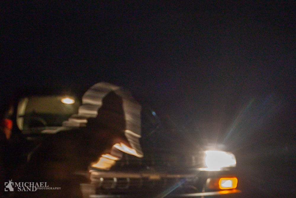 Fem biler påkørte krondyr på motorvej