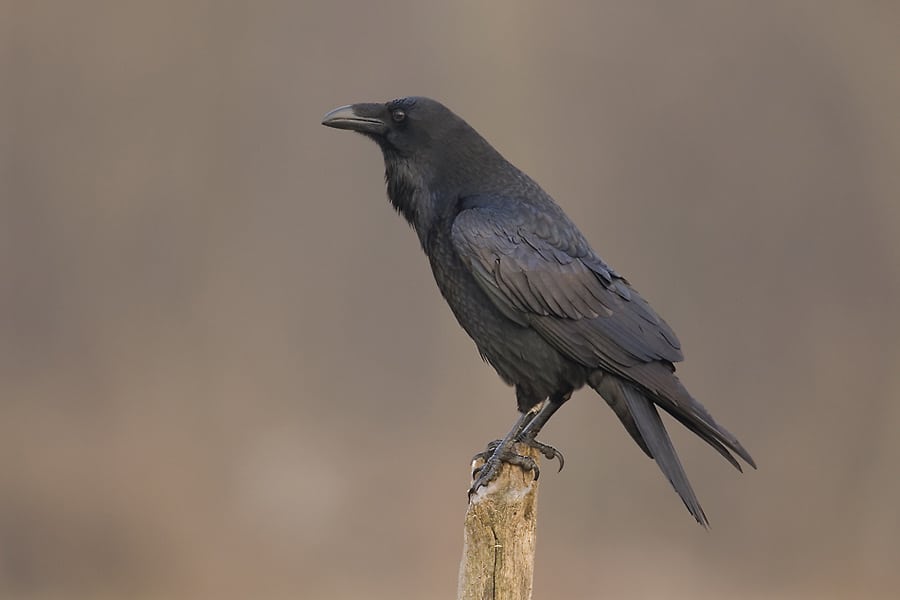 Ravnen er på fremmarch