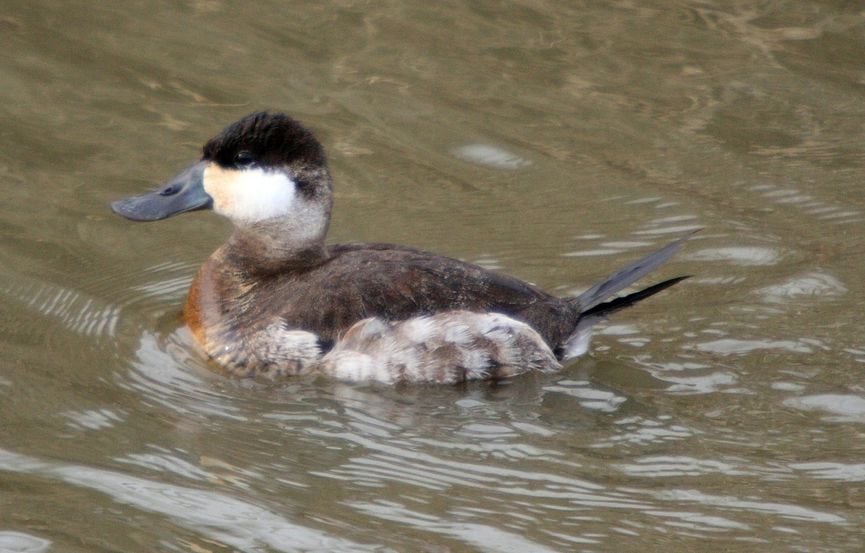 Amerikansk skarvand - smuk men invasiv