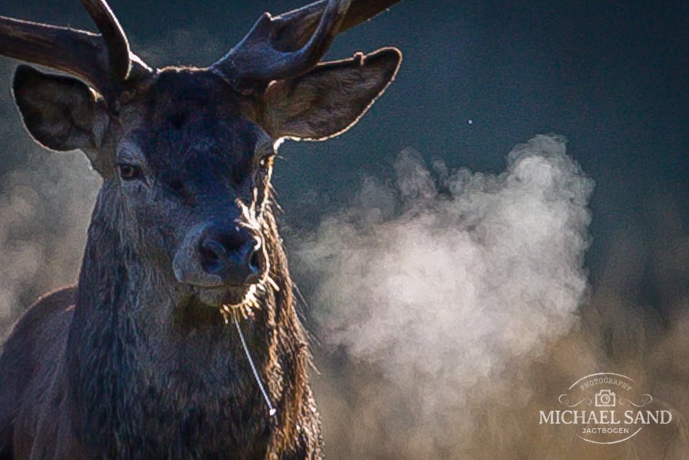 DJ’s hjortemøder kræves nu video-dokumenteret