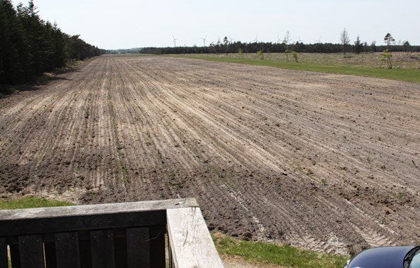 Danmarks længste skovbryn i Østerild