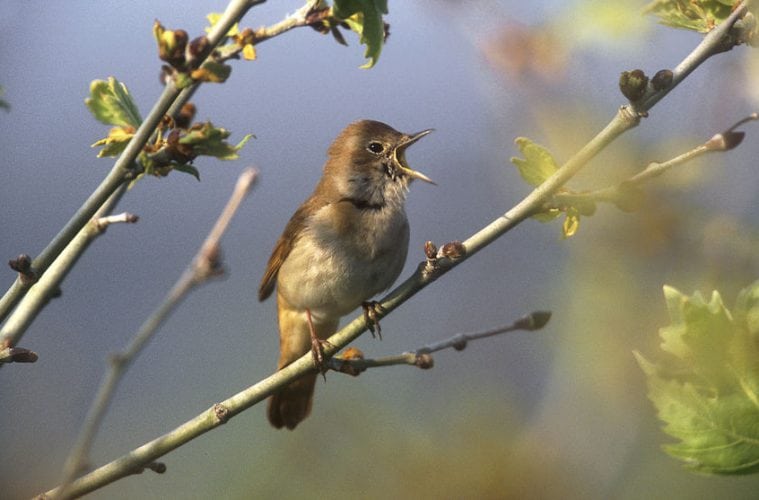 Nattergalen forlader Danmark Nattergalen forlader Danmark