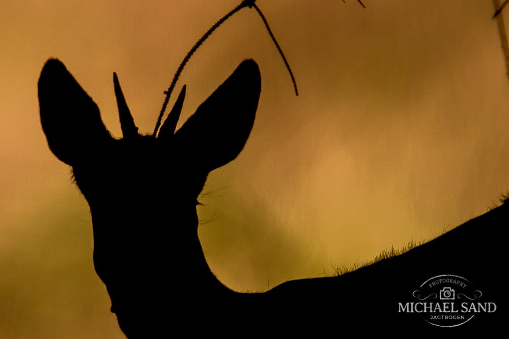 Kronvildt – hvad rager det mig?