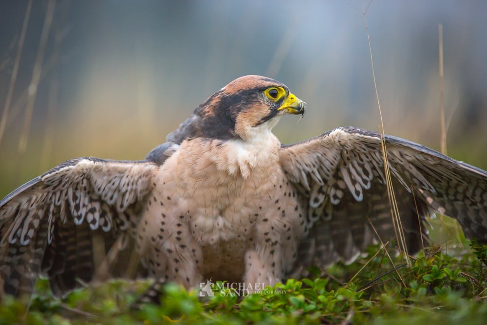 Opgør med byttehandler i dansk jagtpolitik